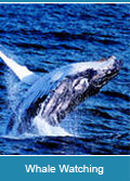 Whale Watching